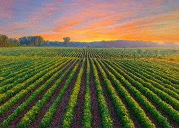 Haber-Bosch: Como edição genética e dados podem nos entregar mais comida e mais sustentabilidade