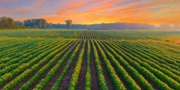 Haber-Bosch: Como edição genética e dados podem nos entregar mais comida e mais sustentabilidade